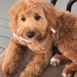 Goldendoodles from Hooper Doodles