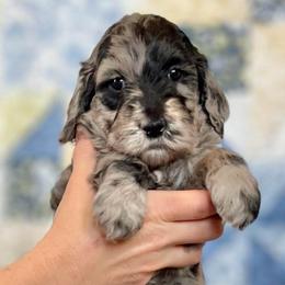 Aspen - Merle female Goldendoodle puppy in Kansas City, Missouri from Beary GoldenDoodles