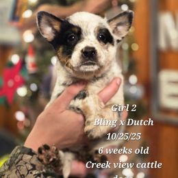Girl 2 - Blue mottled female Australian Cattle Dog puppy in Monroe, North Carolina from Creek View Cattle Dogs