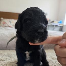 Donkey - Black and white male Bernedoodle puppy in Seffner, Florida from TOP NOTCH PUPS- BERNEDOODLE BREEDER