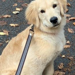 Golden Retriever Puppies from OPK GOLDENS