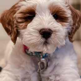 Goldendoodles from New Doods On The Block