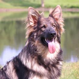 German Shepherd puppies from Oakmont Shepherds
