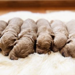 Bernedoodle puppies from Pippi's Puppies