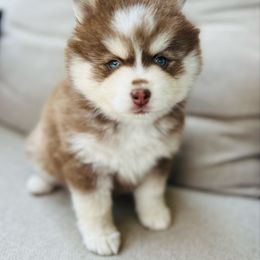 Godiva - Chocolate female Pomsky puppy in Memphis, Missouri from Happy Hills Kennels