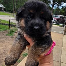 Sierra (Pink Collar) - Black and tan female German Shepherd puppy in Roanoke, Alabama from Von Schönen Träumen German Shepherds