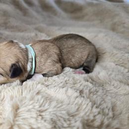 Mochi - Red female Pembroke Welsh Corgi puppy in Lake Elsinore, California from Rose Petal Corgis
