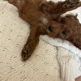 Ginger - Red  female Goldendoodle puppy in Tarpon Springs, Florida from Macis Golden Doodles
