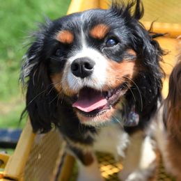 Holly - Cavalier King Charles Spaniel