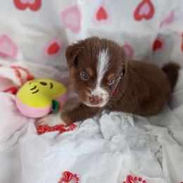 Ruby (red) - Red tri-color female Australian Shepherd puppy in Okeechobee, Florida from Rothsolid Puppies
