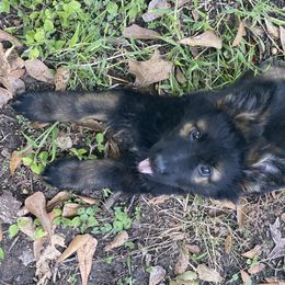 German Shepherd Puppies from Eisenkraft K9’s