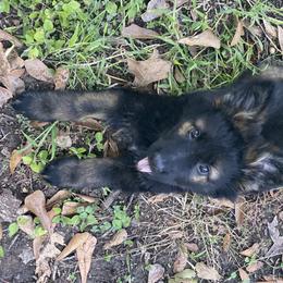 German Shepherd Puppies from Eisenkraft K9’s
