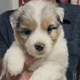 Florida - Blue merle female Australian Shepherd puppy in Orangevale, California from Winchester Aussies