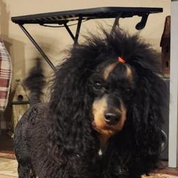 Rosie - Poodle