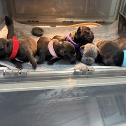 French Bulldog Puppies from Tip Top Bully House