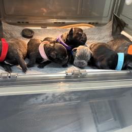 French Bulldog Puppies from Tip Top Bully House