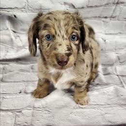 Callie - Dapple female Dachshund puppy in Anaconda, Montana from Williams Family Dachshunds