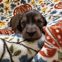 Henry - Cream male Dachshund puppy in Temecula, California from Naomi Magee's Dachshund Kennel