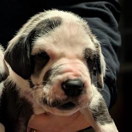 Peach - Harlequin female Great Dane puppy in Marlow, New Hampshire from Fox Hill Danes