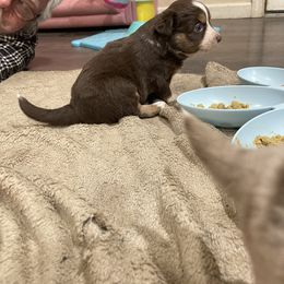 Miniature Australian Shepherd Puppies from Lavish Luxuries Mini and Toy Australian Shepherds