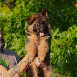 Male 1 for price please message  us and our puppies start from 2500 to 6000 And deposit fee is 1000 not the full cost - Black and red male German Shepherd puppy in Dallas, Texas from Sam's Highest Quality Shepherds