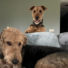 Airedale Terriers from Dapper Dales