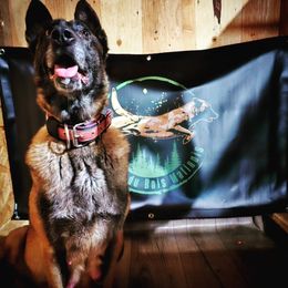 Otawa - Belgian Malinois
