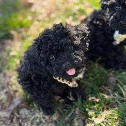 Jaguar - Black male Poodle puppy in Taylorsville, North Carolina from SilverLining highlands and hounds