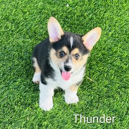 Thunder (Green) - Black and tan male Pembroke Welsh Corgi puppy in Sun City, Arizona from Dash'n Corgis of AZ