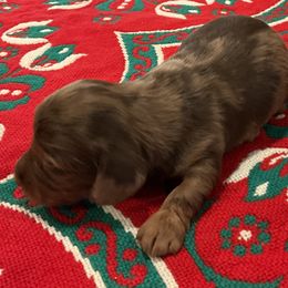 Elsa - Dapple female Dachshund puppy in Gilbert, South Carolina from Gena’s Dachshunds