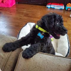 Poodle and Whoodle Puppies from Twin Pines