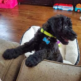 Poodle and Whoodle Puppies from Twin Pines