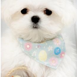 Boy 3 SNOWBALL TEACUP - White male Maltese puppy in Orlando, Florida from Denise’s Puppies