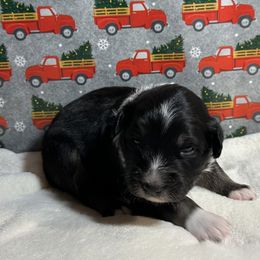 Australian Shepherd Puppies from M3 Sassafrass Ranch