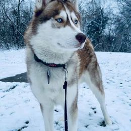 Siberian Husky Puppies from Crazy Cookies Huskies