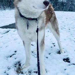 Siberian Husky Puppies from Crazy Cookies Huskies