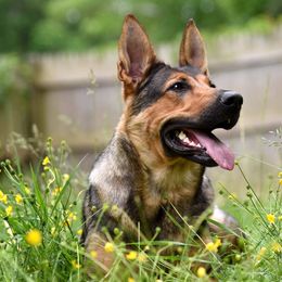 Ryka - German Shepherd