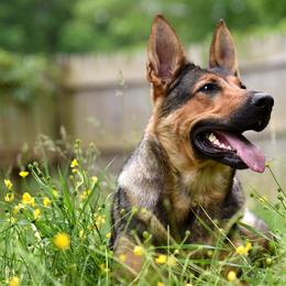 Ryka - German Shepherd