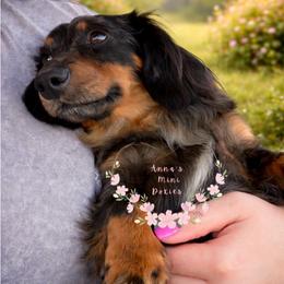 Noah - Dachshund