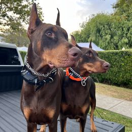 Doberman Pinscher puppies from World of Dobies