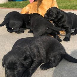 Labrador Retrievers from Southern Oak Kennel - East