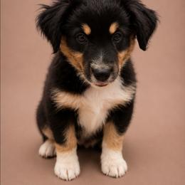 Daphne - Black tri female Miniature Australian Shepherd puppy in Macomb, Missouri from Faunus Farms and Aussies