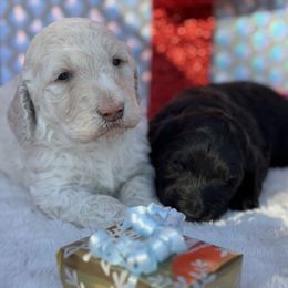 Goldendoodle Puppies from Arizona Doodles