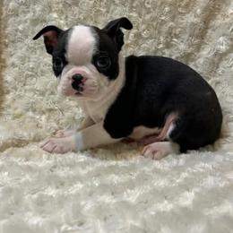 Atlas - Black and white male Boston Terrier puppy in Fillmore, Illinois from Wind Hill Puppies