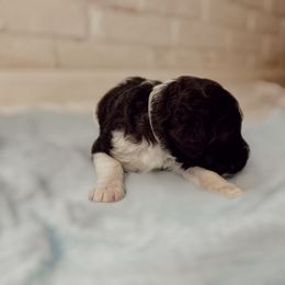 Poodle Puppies from Simplicity Poodles