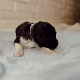 Poodle Puppies from Simplicity Poodles