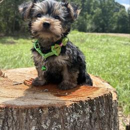 Sledge - Black and tan male Yorkshire Terrier puppy in Jayess, Mississippi from Barbara Clark