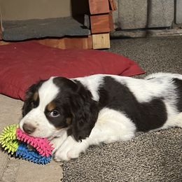 English Springer Spaniel Puppies from Desert Shadow Springers