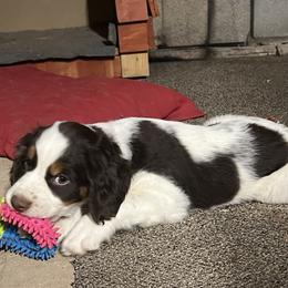 English Springer Spaniel Puppies from Desert Shadow Springers