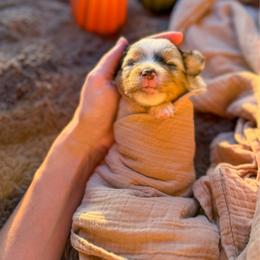 Honey - Blue merle female Toy Australian Shepherd puppy in Inola, Oklahoma from Blue Stem Companions